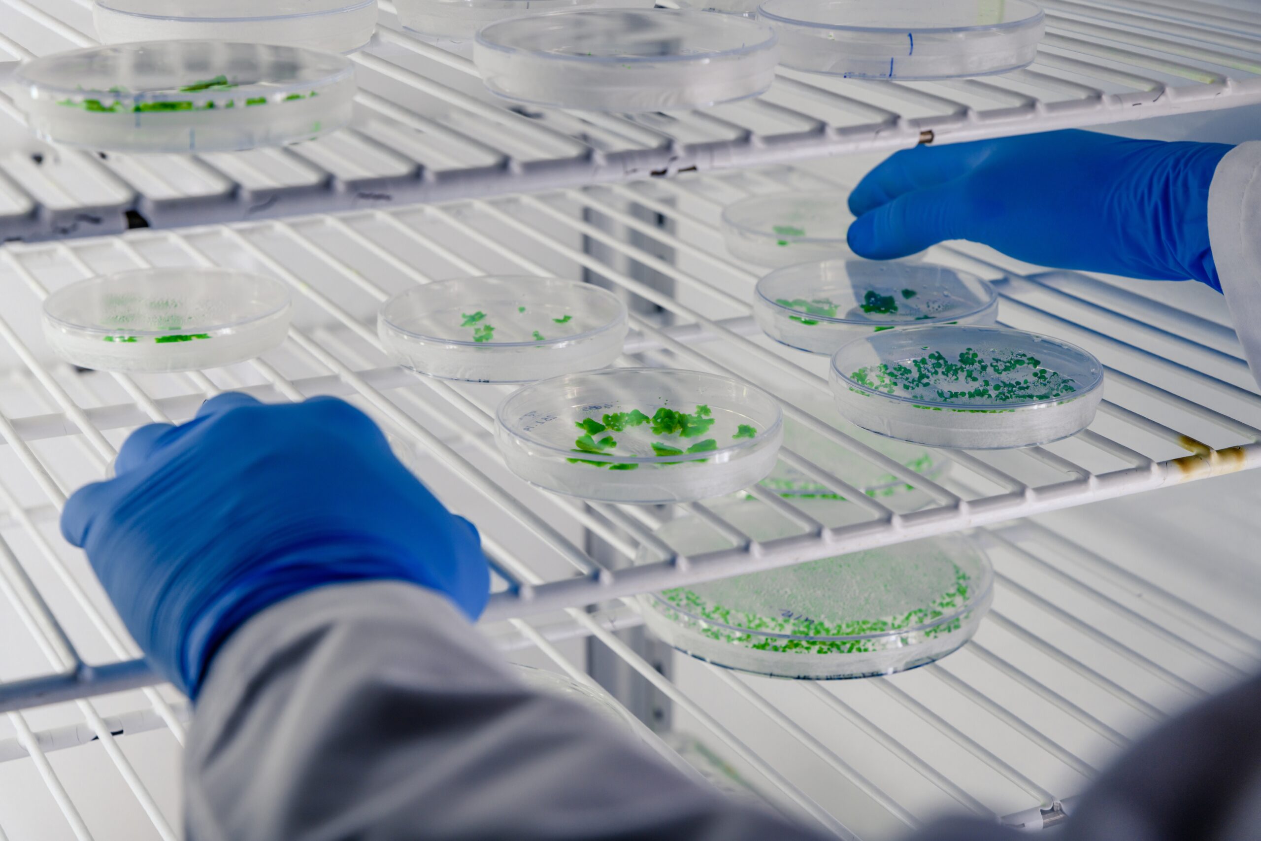 laboratory-worker-examining-substance-petri-dishes-while-conducting-coronavirus-research-scaled.jpg