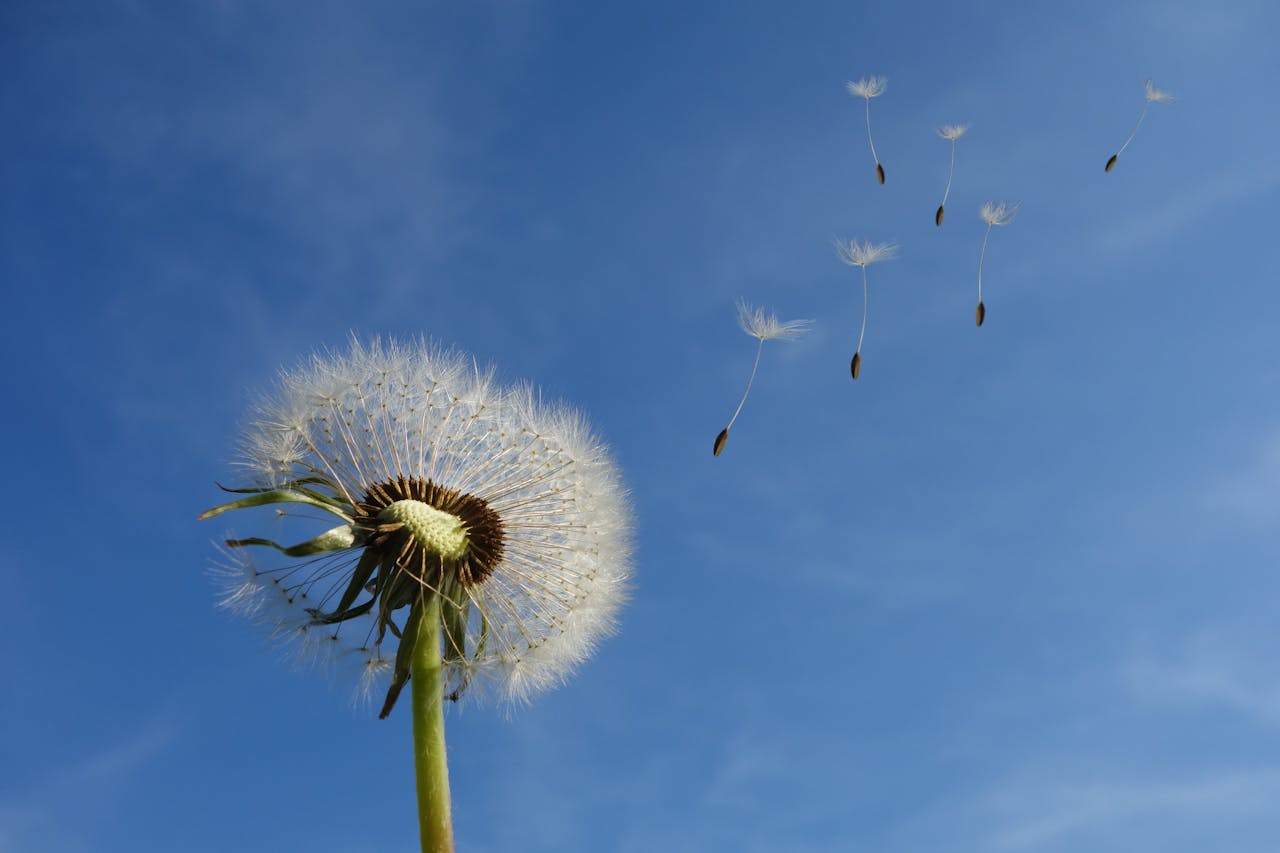 pexels-pixabay-39669-1.jpg
